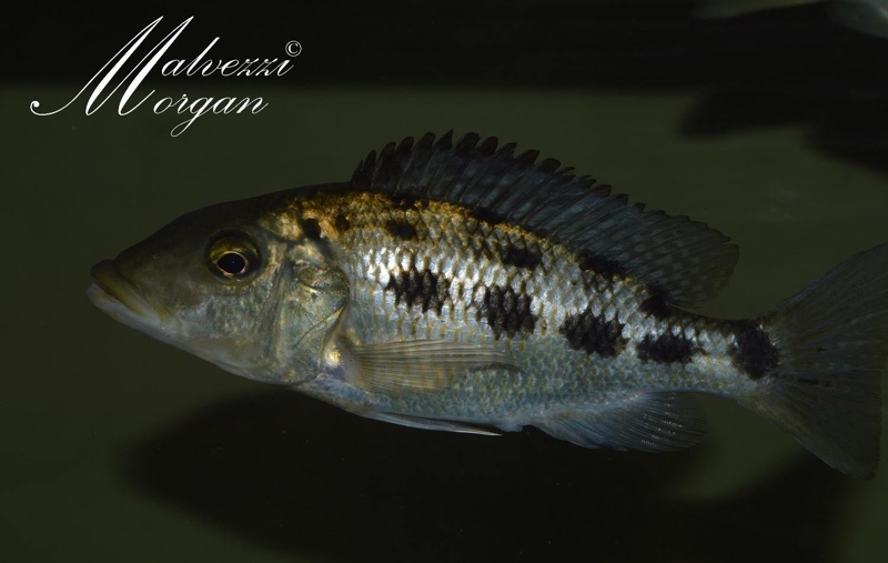 Fossorochromis rostratus